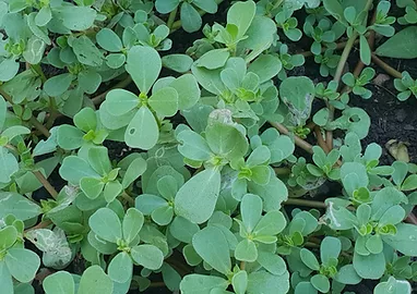 purslane - edible weeds and herbs